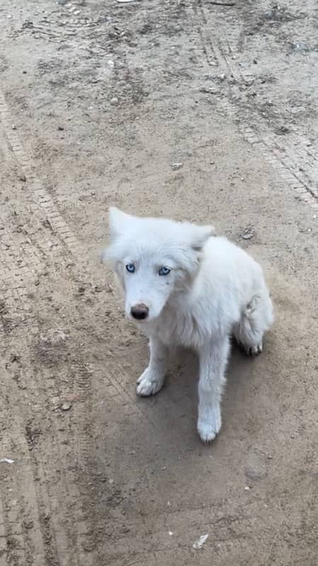 female husky 6 months old  vaccinated 1