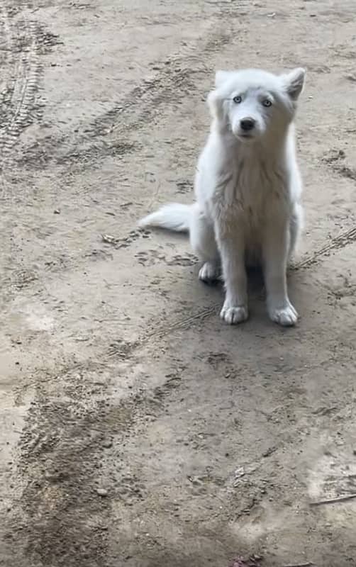 female husky 6 months old  vaccinated 2