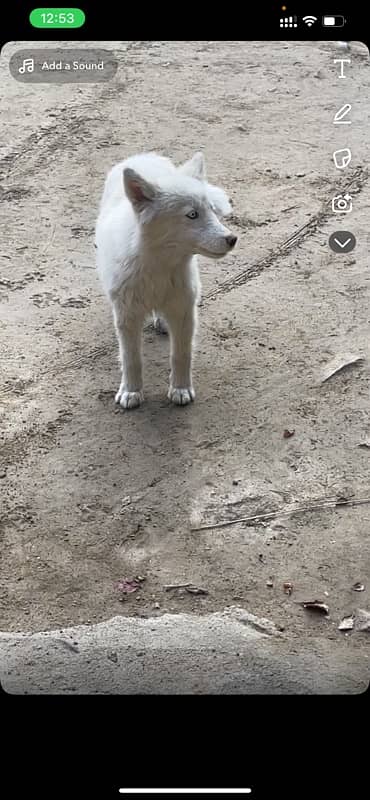 female husky 6 months old  vaccinated 3