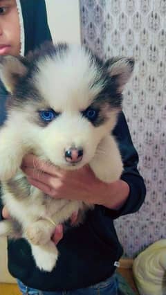 Siberian husky puppies