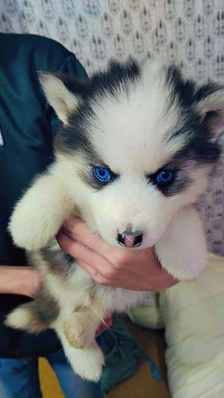 Siberian husky puppies 1