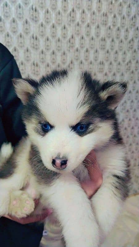 Siberian husky puppies 2