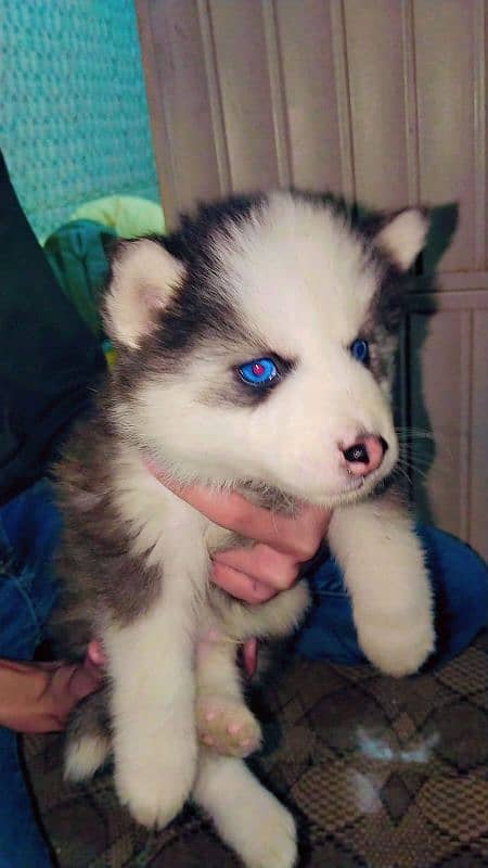 Siberian husky puppies 4