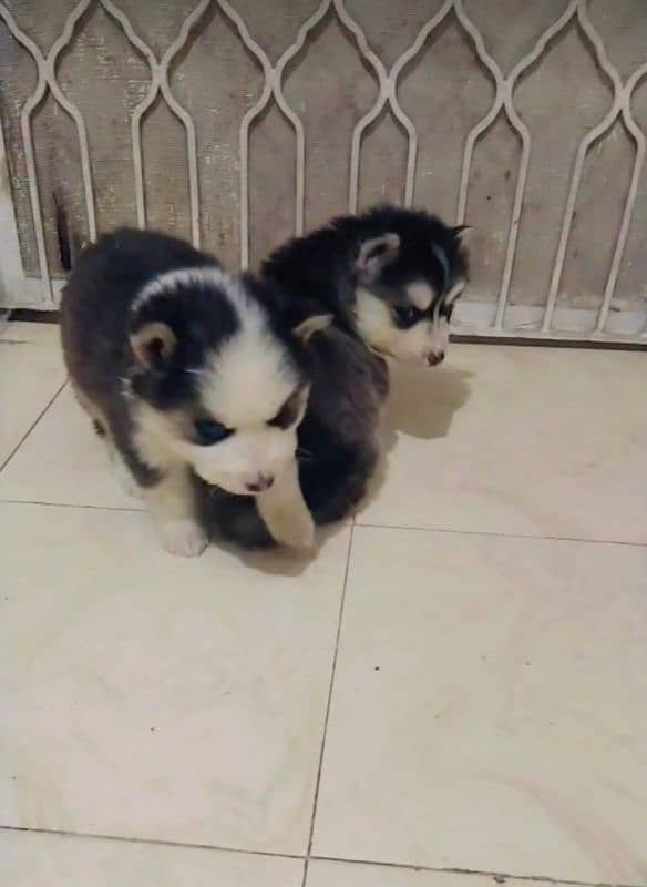 Siberian husky puppies 6