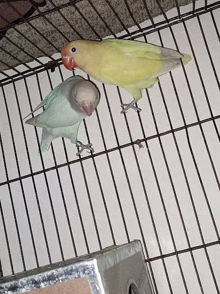 love birds 3