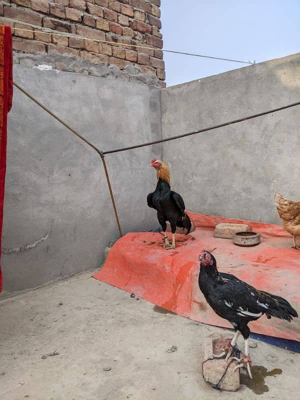 Mianwali aseel bird 1