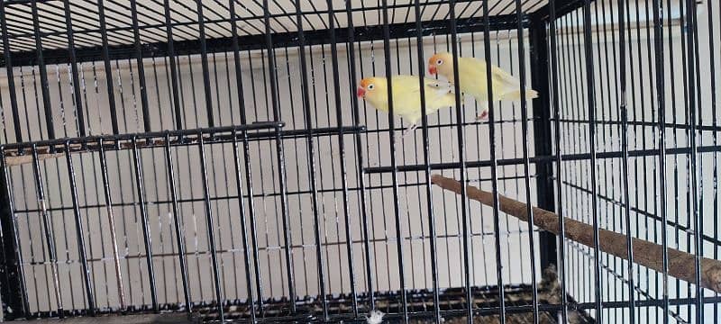 Love Birds All Setup For Sale 4