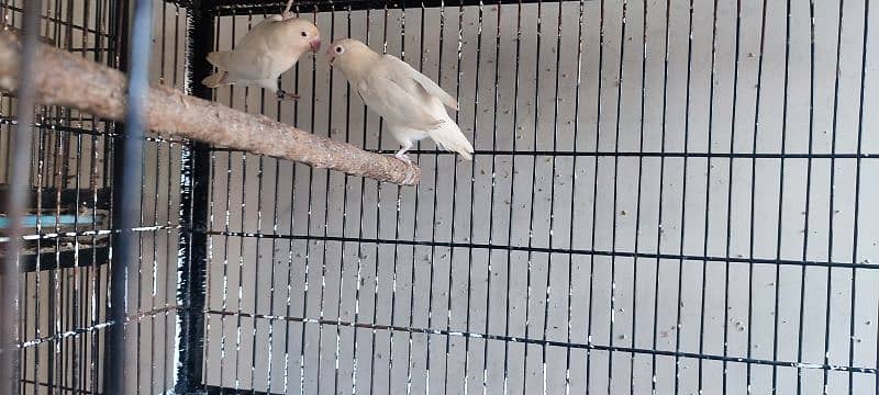 Love Birds All Setup For Sale 6