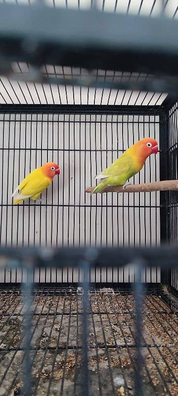 Love Birds All Setup For Sale 16