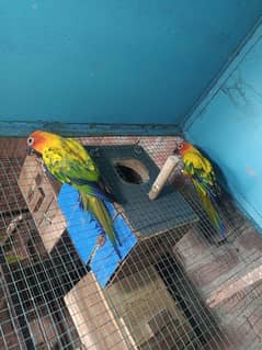 Sun conure pair with DNA