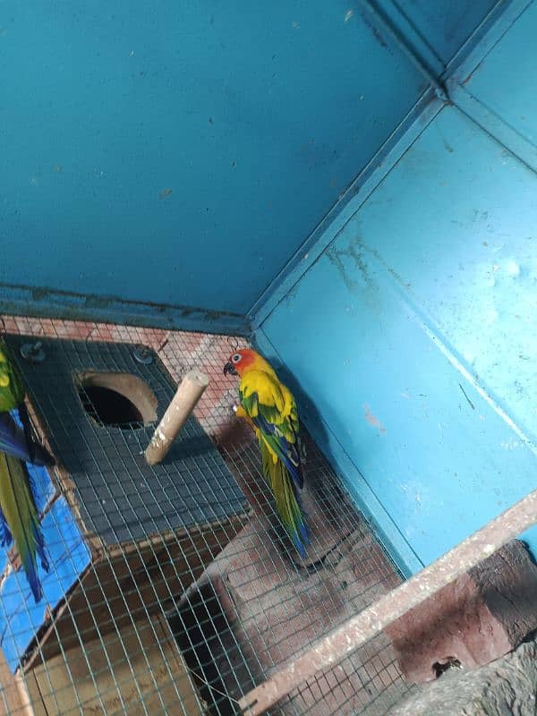 Sun conure pair with DNA 1