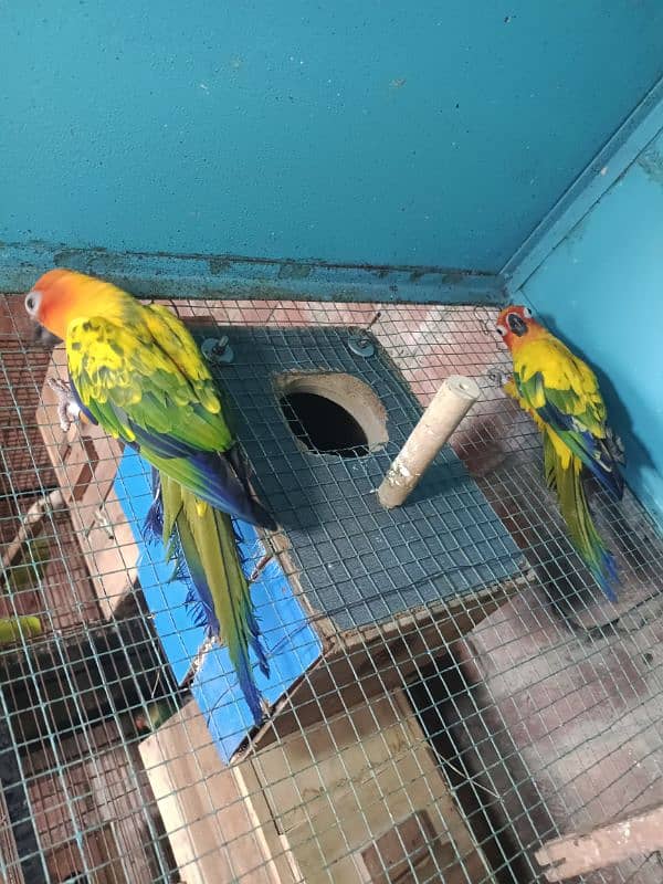 Sun conure pair with DNA 3