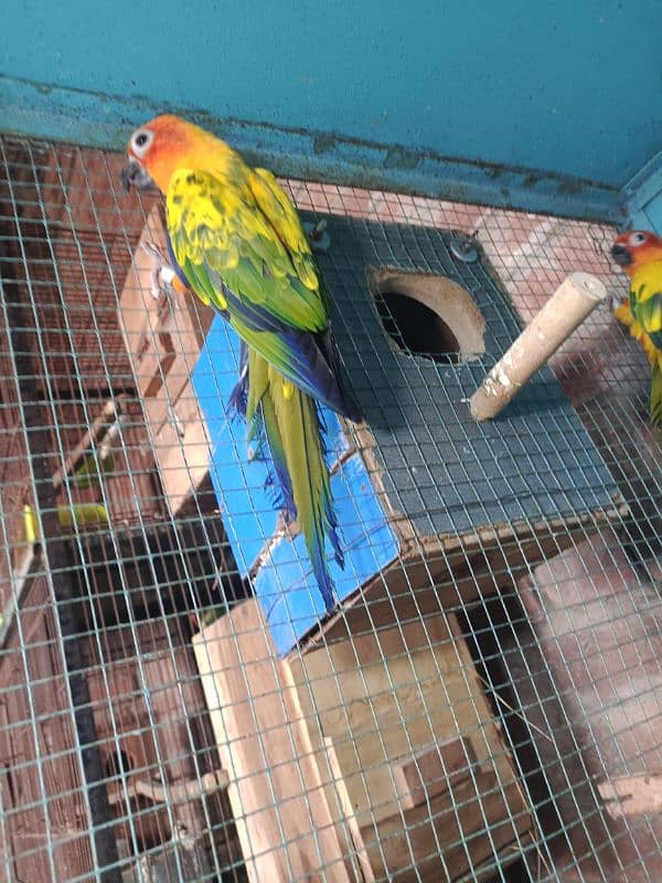 Sun conure pair with DNA 4