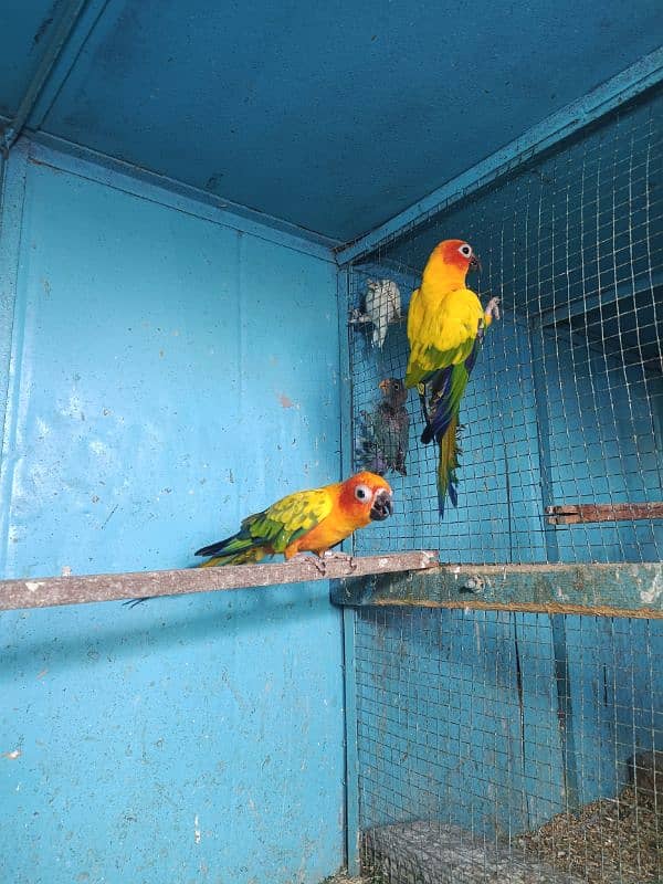 Sun conure pair with DNA 5