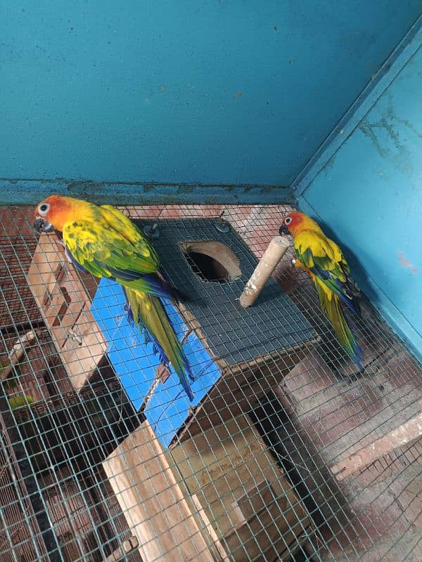 Sun conure pair with DNA 6