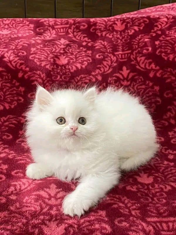 Persian kittens triple coat pair for sale contact WhatsApp 03095180992 3