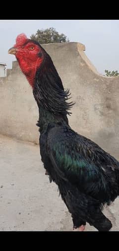 king shamo male for sale(03495536584)