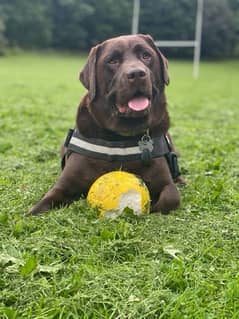 chloacte Labrador American breed Available for stud Crose