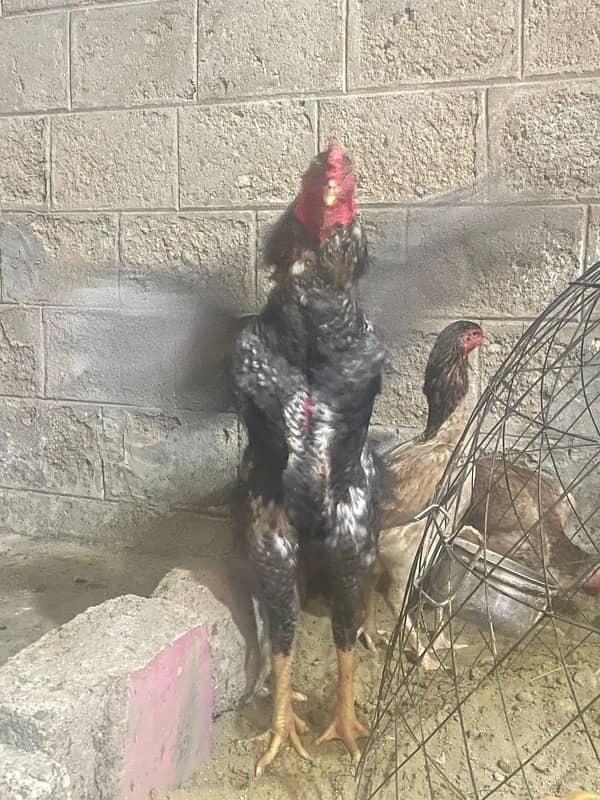 shamo male female (pair , trio , chicks ) for sale 0