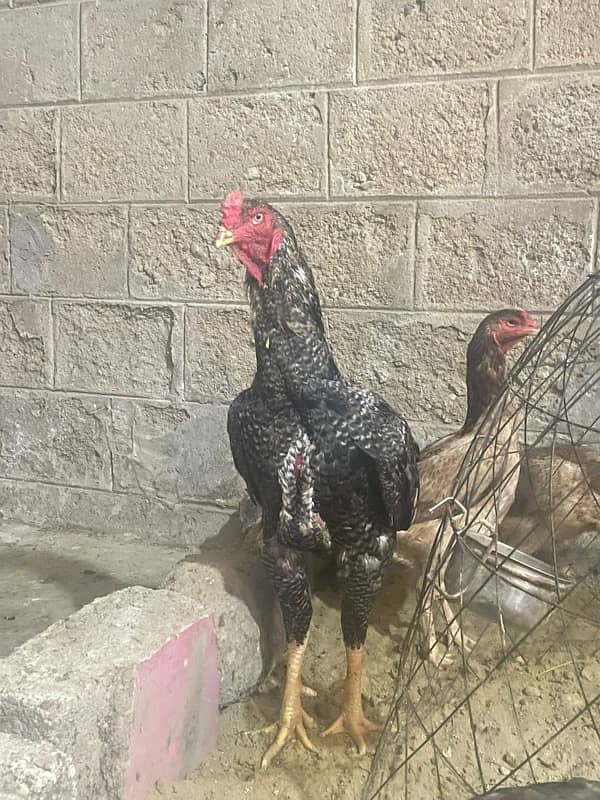 shamo male female (pair , trio , chicks ) for sale 1