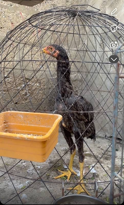 shamo male female (pair , trio , chicks ) for sale 2