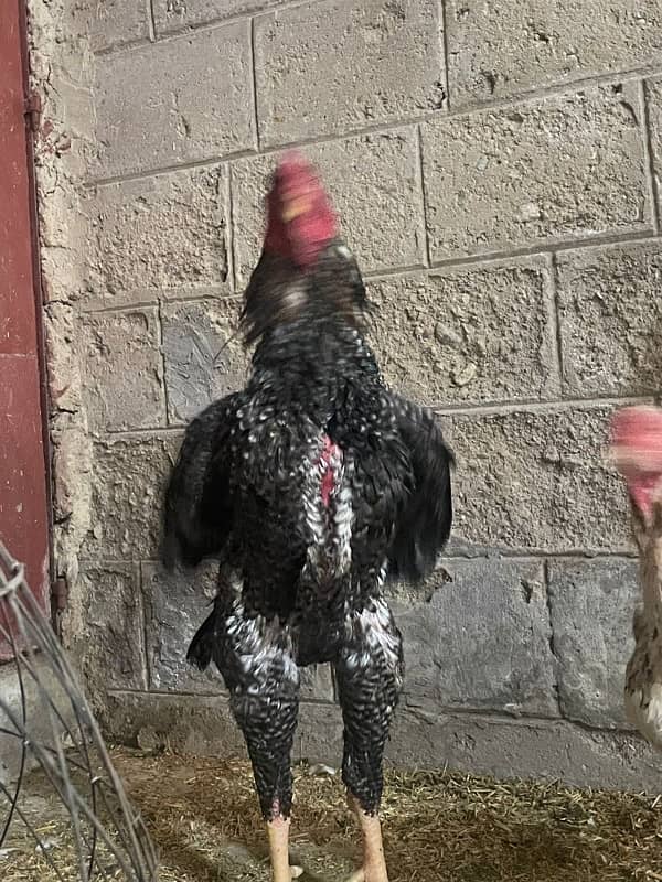 shamo male female (pair , trio , chicks ) for sale 3