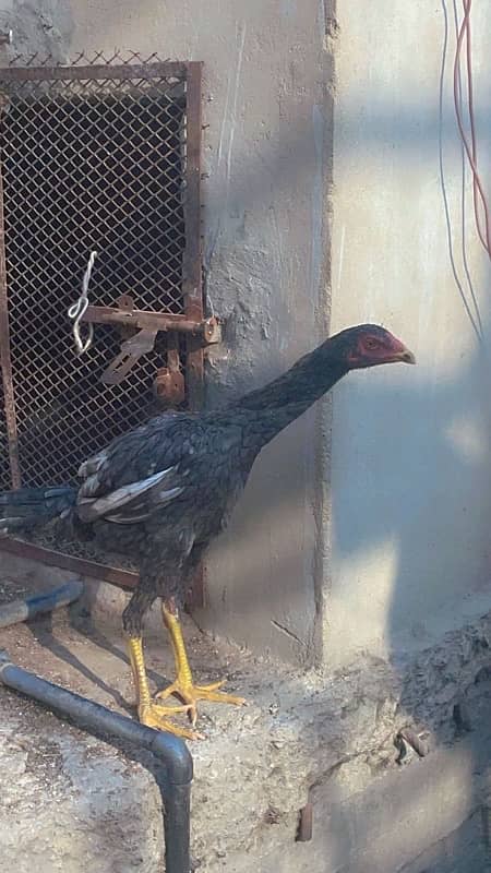 shamo male female (pair , trio , chicks ) for sale 4