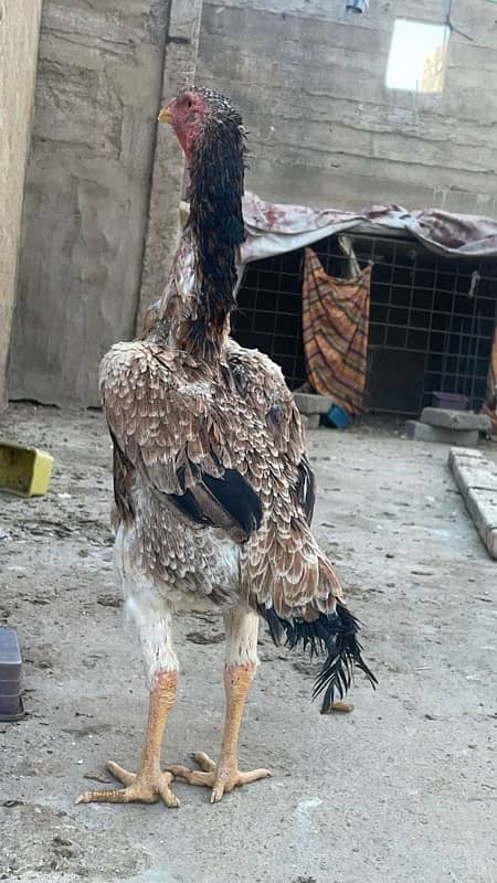 shamo male female (pair , trio , chicks ) for sale 6