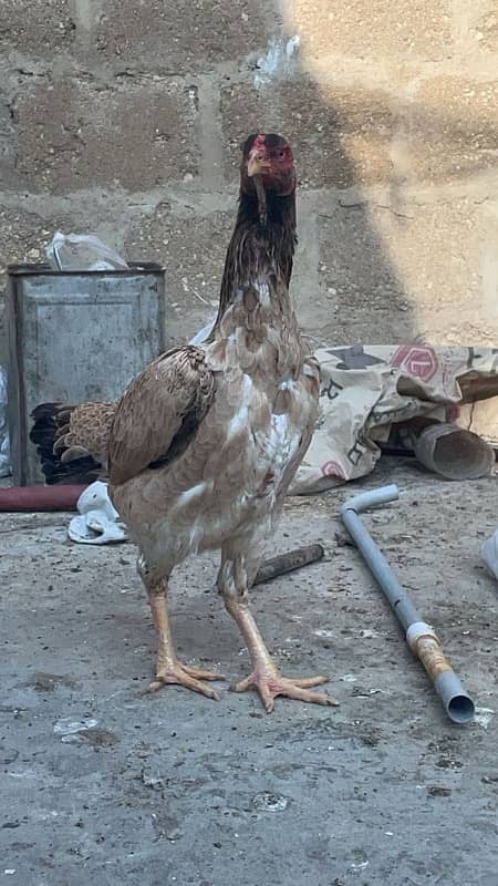 shamo male female (pair , trio , chicks ) for sale 7