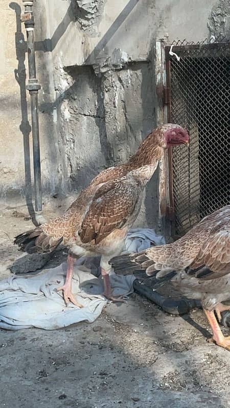 shamo male female (pair , trio , chicks ) for sale 8