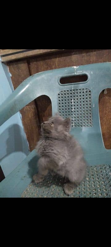 pure persian triple coated kittens n brtish short heir kitten 1