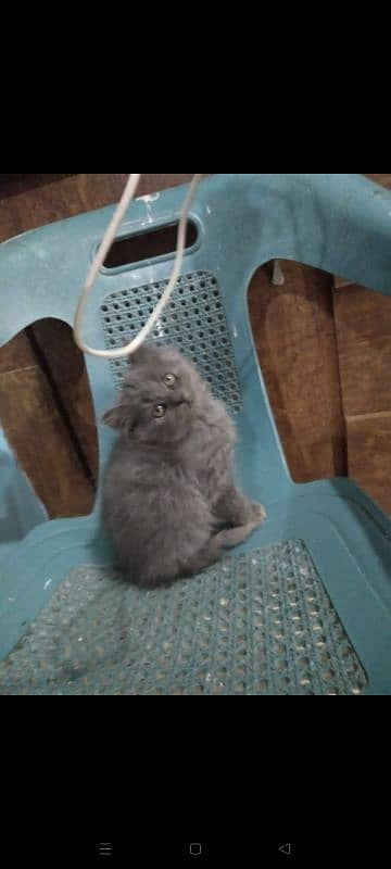 pure persian triple coated kittens n brtish short heir kitten 2