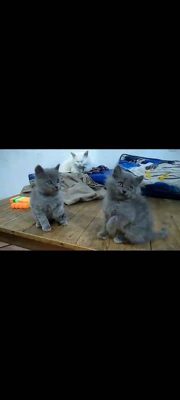 pure persian triple coated kittens n brtish short heir kitten 6