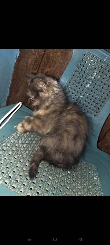 pure persian triple coated kittens n brtish short heir kitten 8