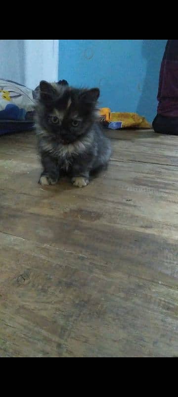 pure persian triple coated kittens n brtish short heir kitten 9