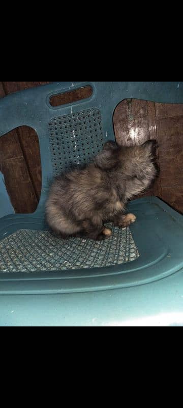 pure persian triple coated kittens n brtish short heir kitten 10