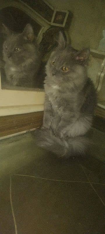 pure persian triple coated kittens n brtish short heir kitten 11