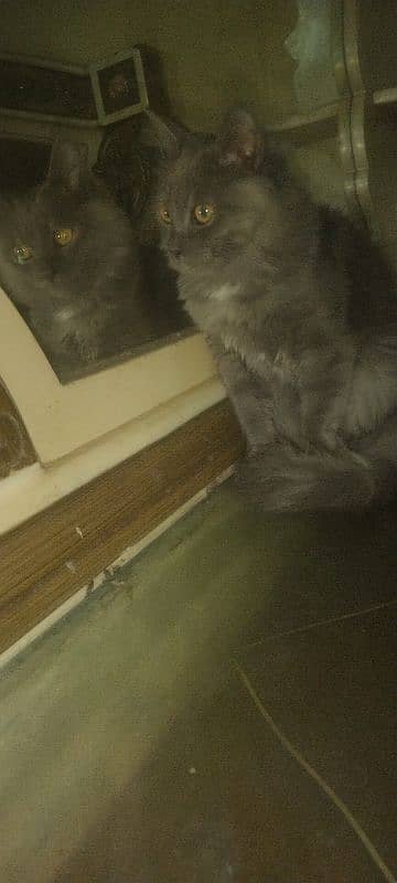 pure persian triple coated kittens n brtish short heir kitten 12