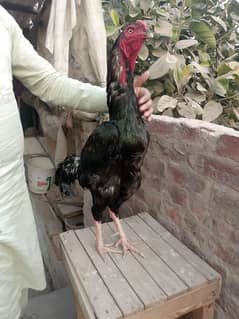 pishawri long hight murga for sell. not 1 kanta tuta hua h