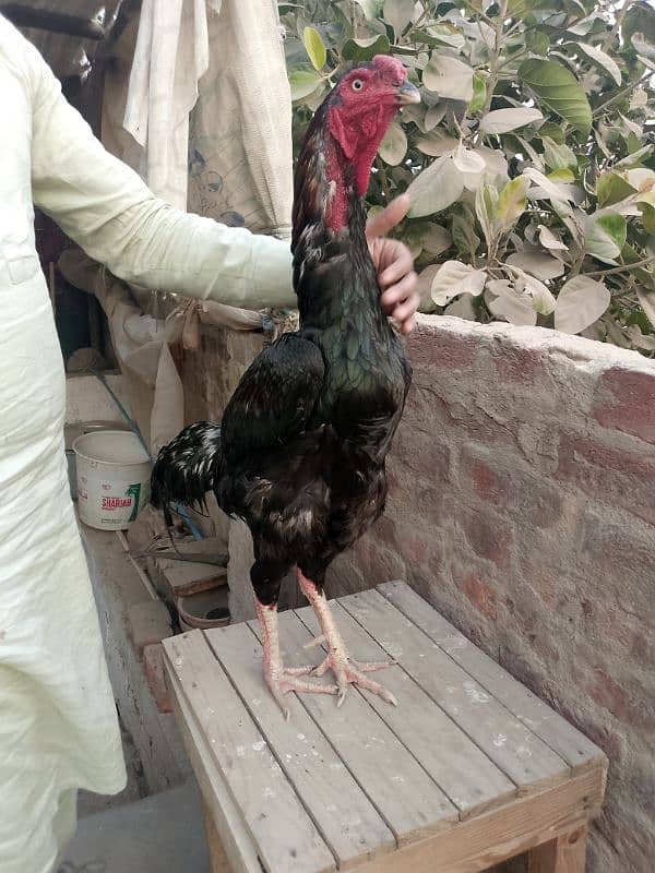 pishawri long hight murga for sell. not 1 kanta tuta hua h 1