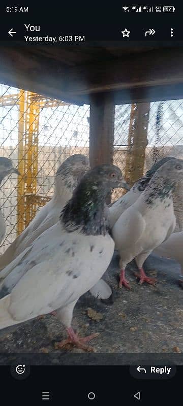 30 Money Back Guarantee Highflyer Pigeons 2