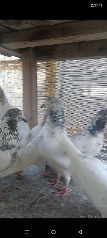 30 Money Back Guarantee Highflyer Pigeons 3