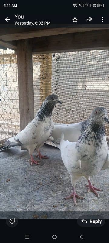 30 Money Back Guarantee Highflyer Pigeons 4