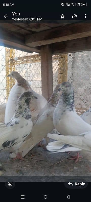 30 Money Back Guarantee Highflyer Pigeons 6