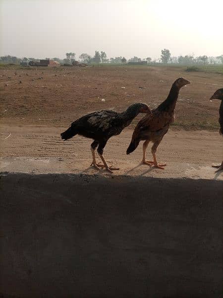 Aseel Chozy Chicks 3 for sale per piece 1600 0