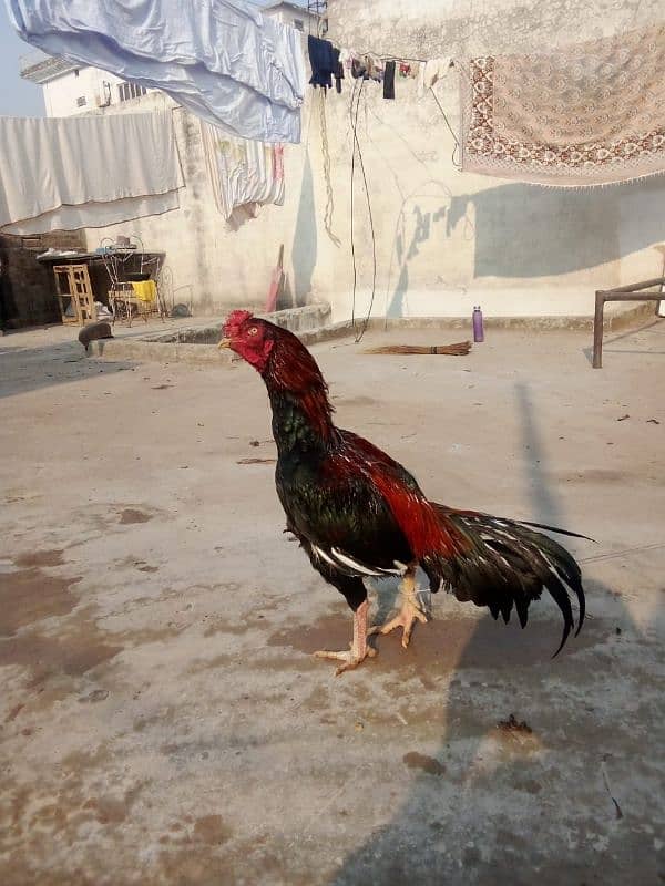 Aseel Mianwali cross Breed 2