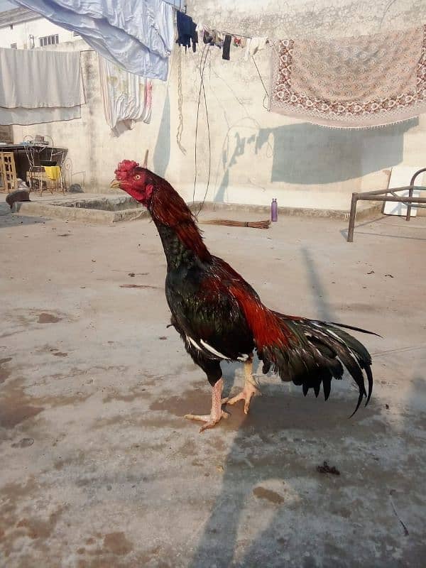 Aseel Mianwali cross Breed 3