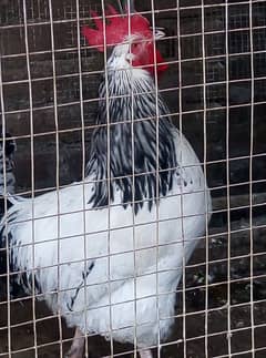 Hens Sussex pair for sale