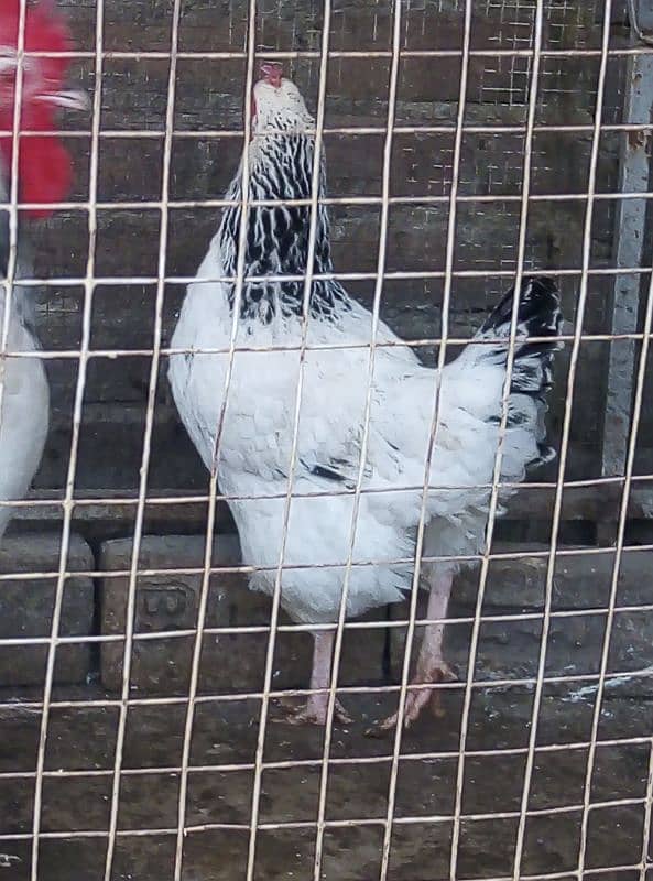 Hens Sussex pair for sale 1