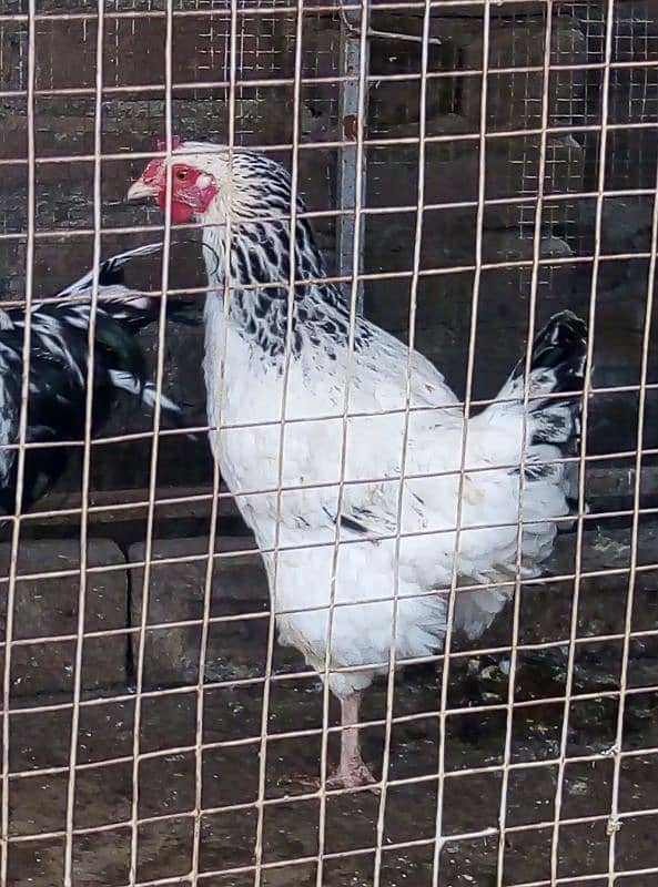 Hens Sussex pair for sale 2